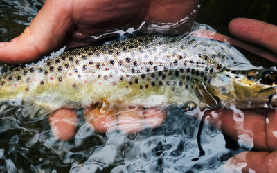 Trout Fishing Tactics—Underwater Video