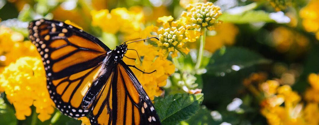 Theory of Evolution Destroyers – Monarch Butterfly