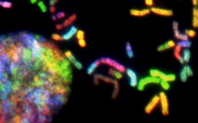 The Divine Image Destroyed