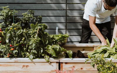 Survival Gardening! Top 20 Veggies!