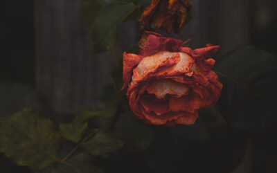 Long Covid or Covid Vaccine Injury?