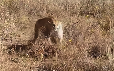 Dangerous Game Encounter – Cougar & Elk Hunter