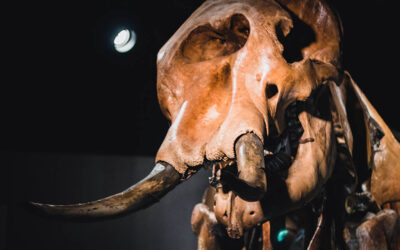 Genetic Re-Animation – Happening NOW in Texas!