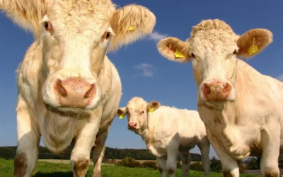 The Higher Your Cholesterol The Longer You Live! The War on Saturated Fat, and Meat!