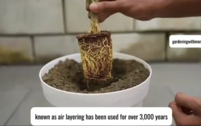 Grow New Trees from those Pesky Branches, Air Layering a 3000 Year Old Process.