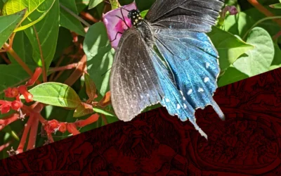 Candace Owens, Charlie Kirk, the Deep State Inside The United States!