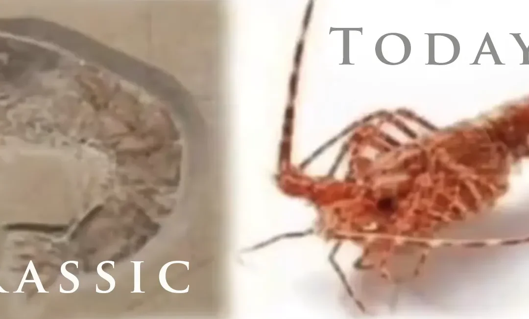 The Hoax of Evolution?