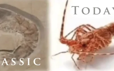 The Hoax of Evolution?