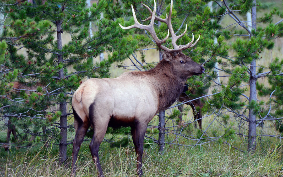 Elk Hunting Calling Hack, Talk to Cows ONLY!